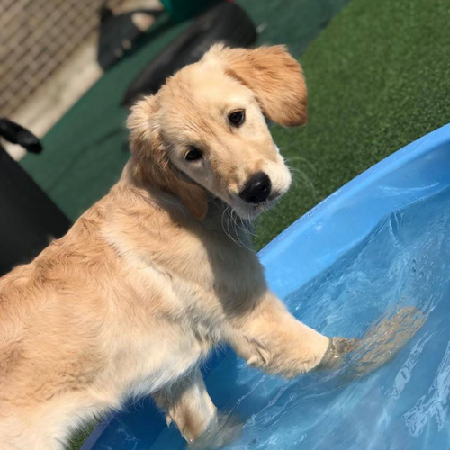 Dog Daycare Dog Days Glasgow