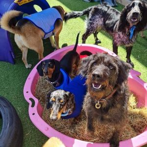 Frisky best sale dog daycare